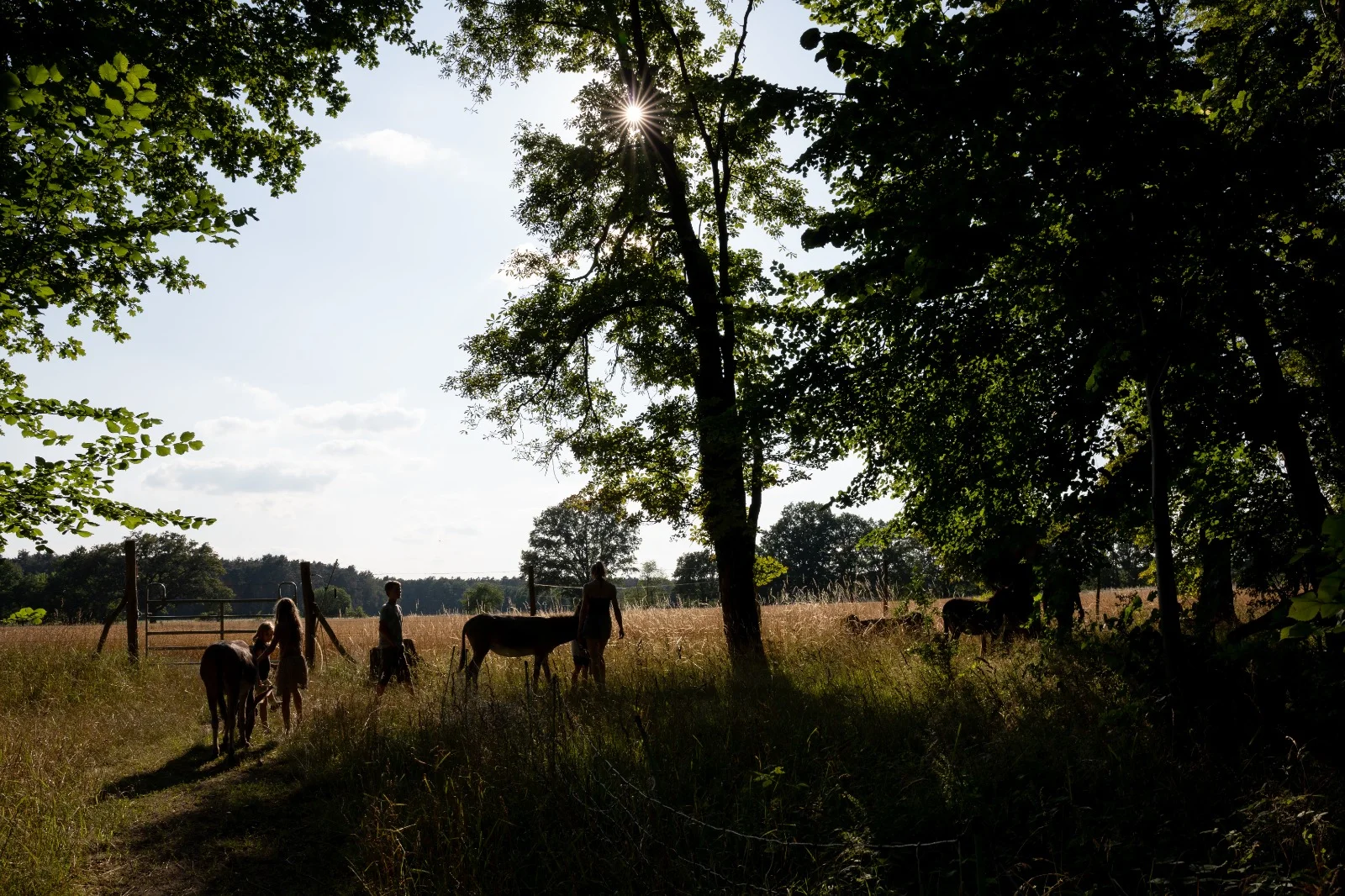 Wiese am Waldrand mit Eseln und Besuchern im Abendlicht