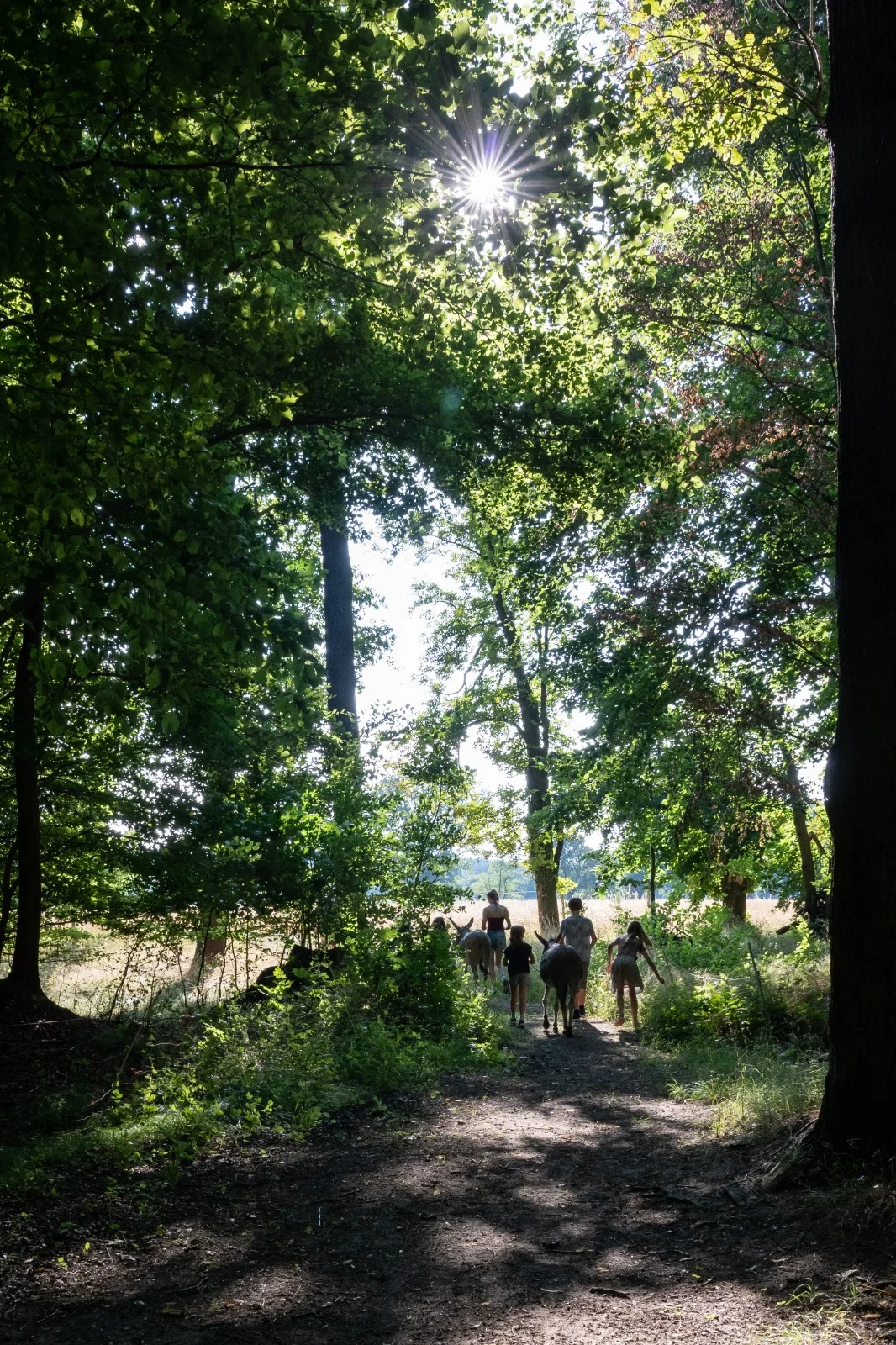 Gruppe mit zwei Eseln auf einem Waldweg im Gegenlicht