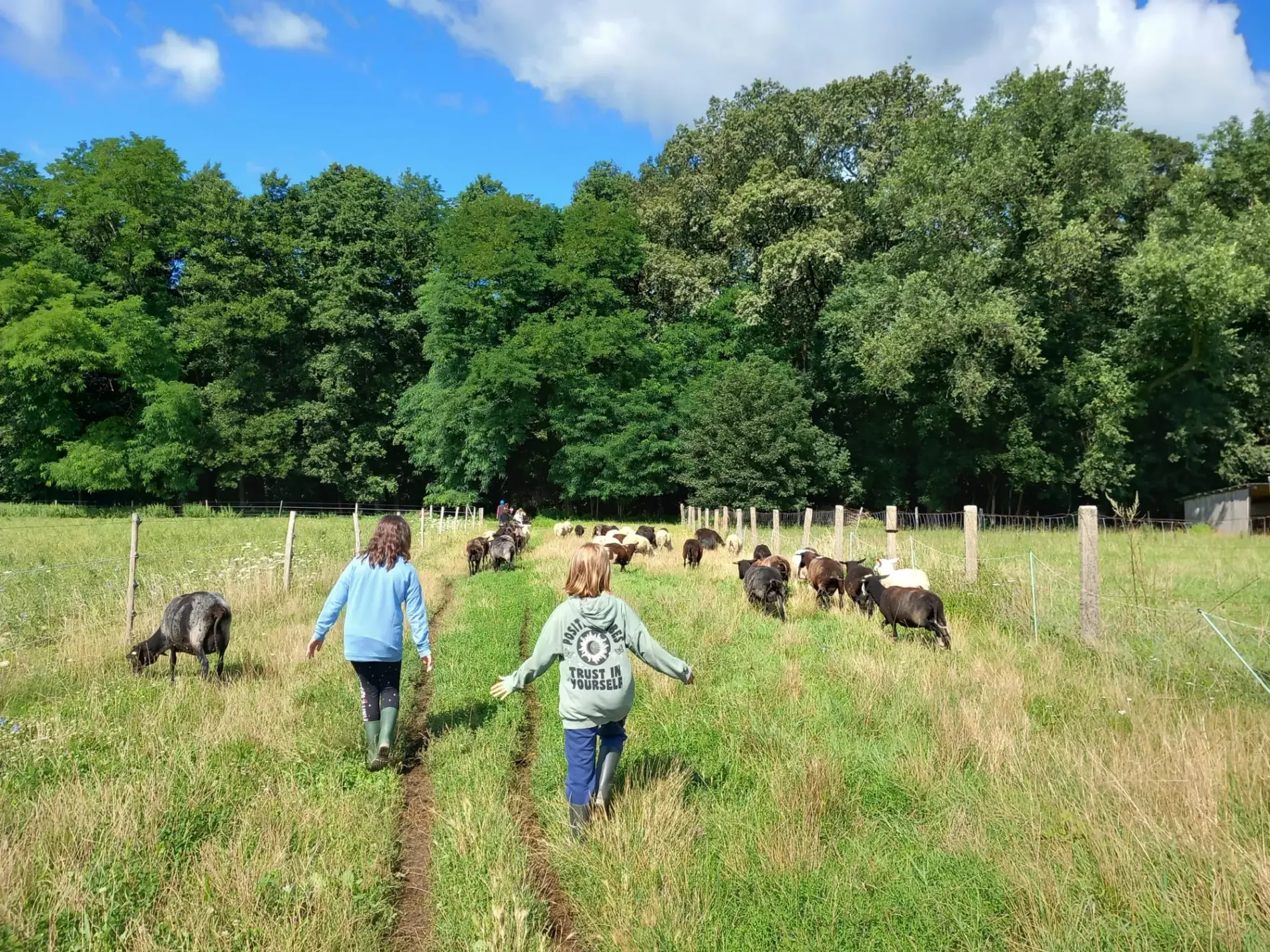 Kinder gehen mit der Schafherde einen Wiesenweg entlang