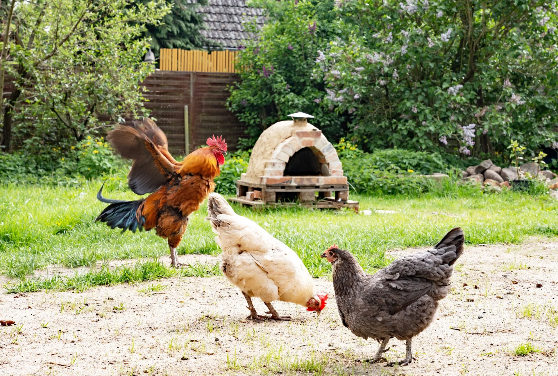 Hühner und Hahn im Garten vor dem Backofen