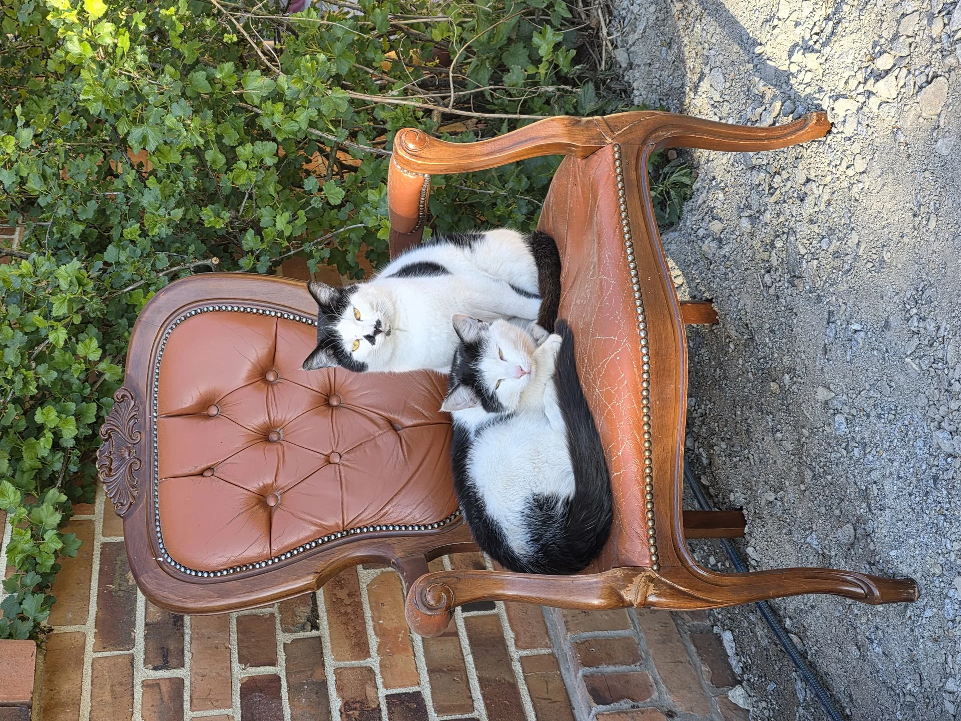 Zwei Hofkatzen schlafen auf einem alten Sessel