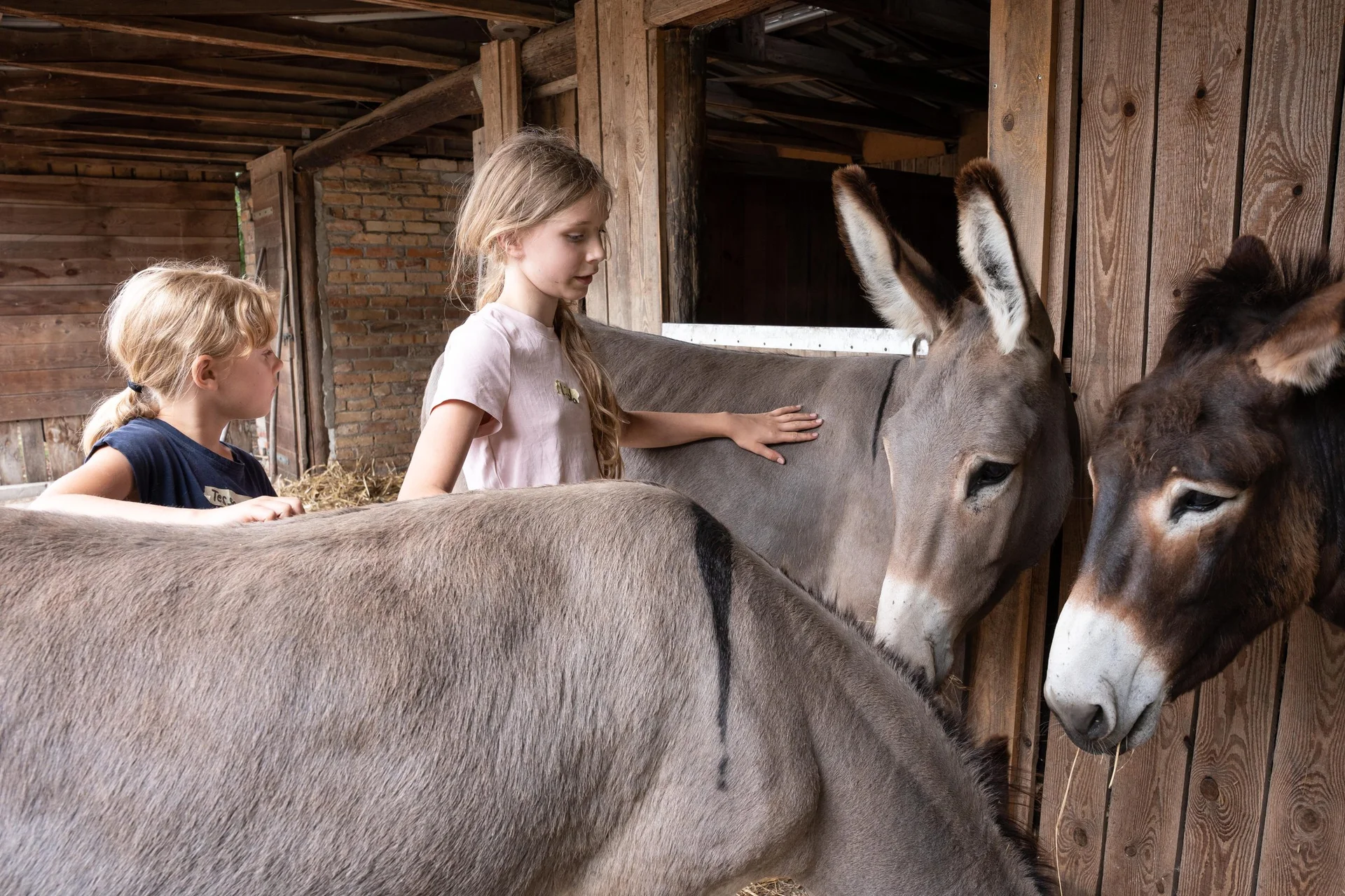 Kinder streicheln die Esel am Stall