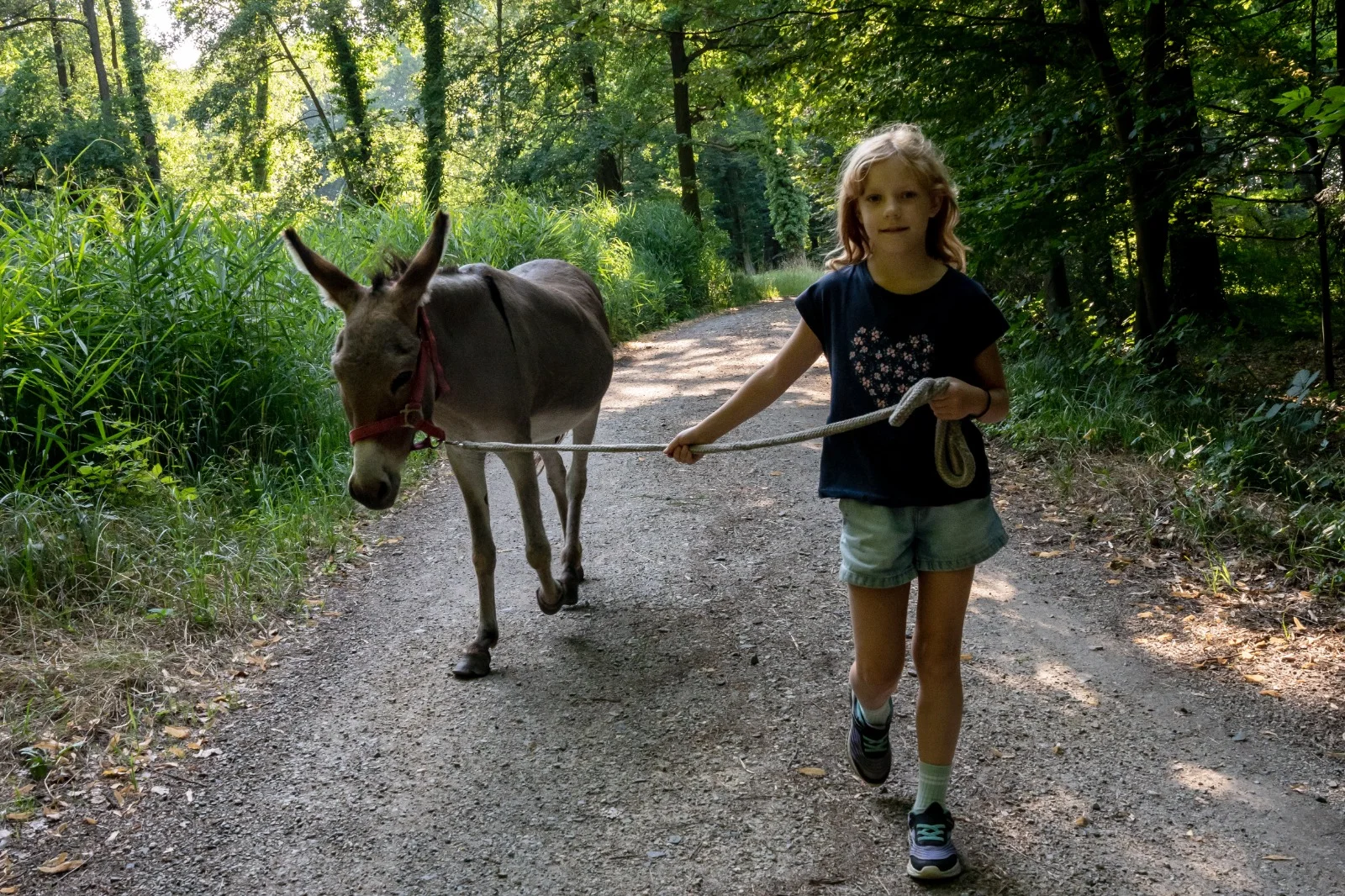 Mädchen führt einen Esel am Strick über einen Waldweg