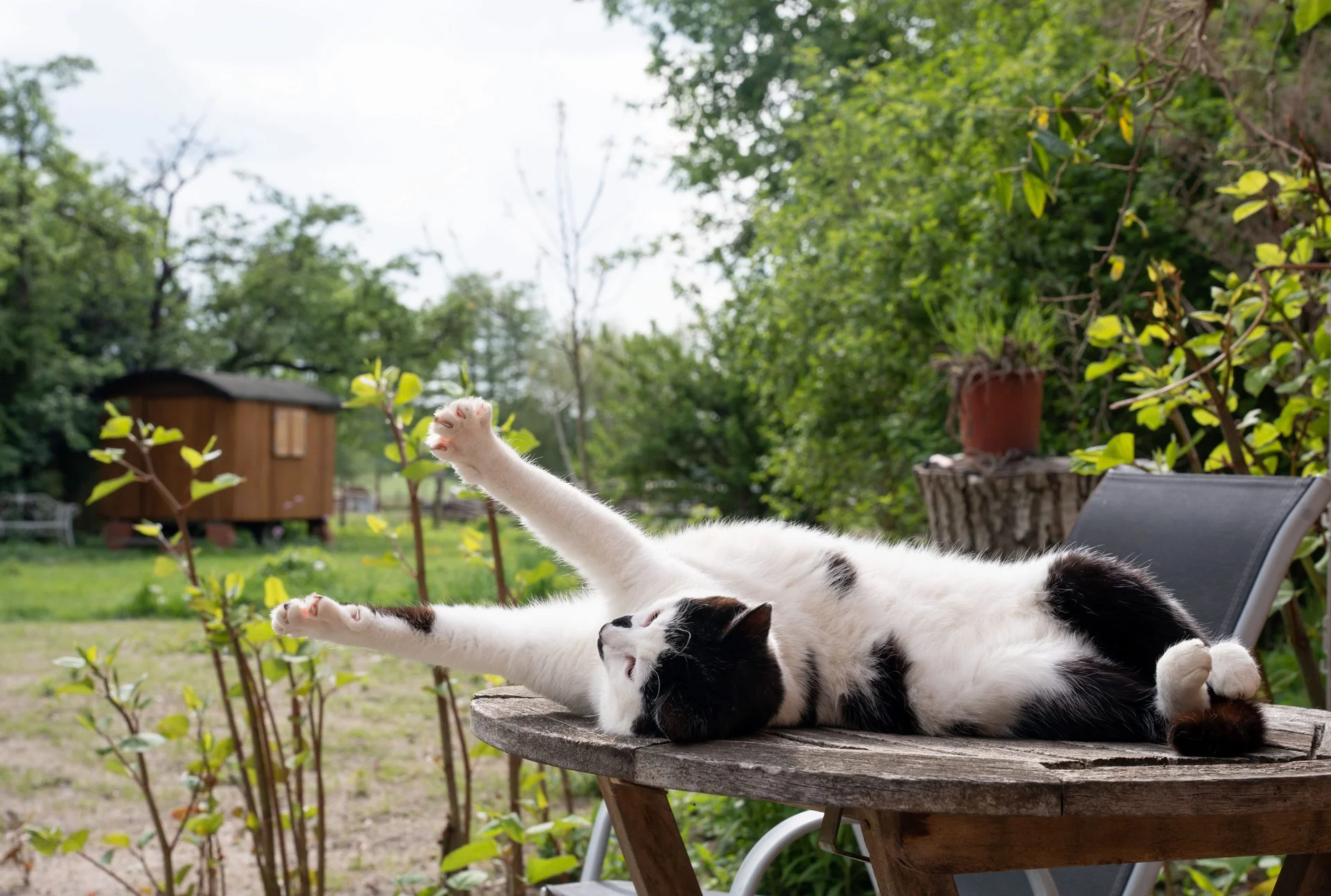 Hofkatze auf einer Schubkarre vor dem Schäferwagen